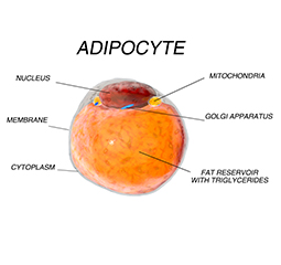 02 fat cells insulin resistance diabetes hooray good health com